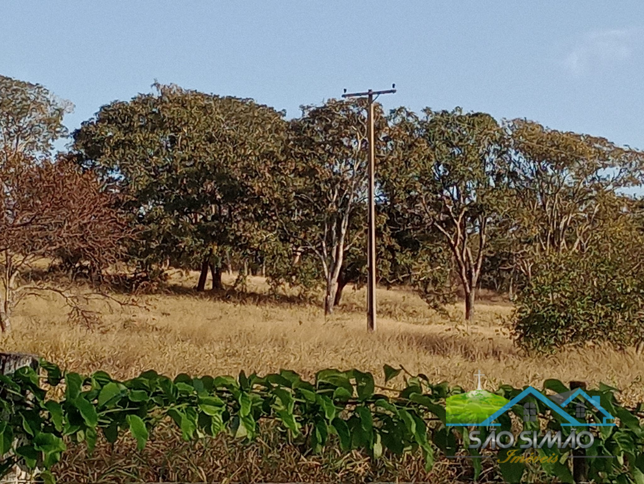 Sítio a venda em São Simão SP,  oportunidade rara