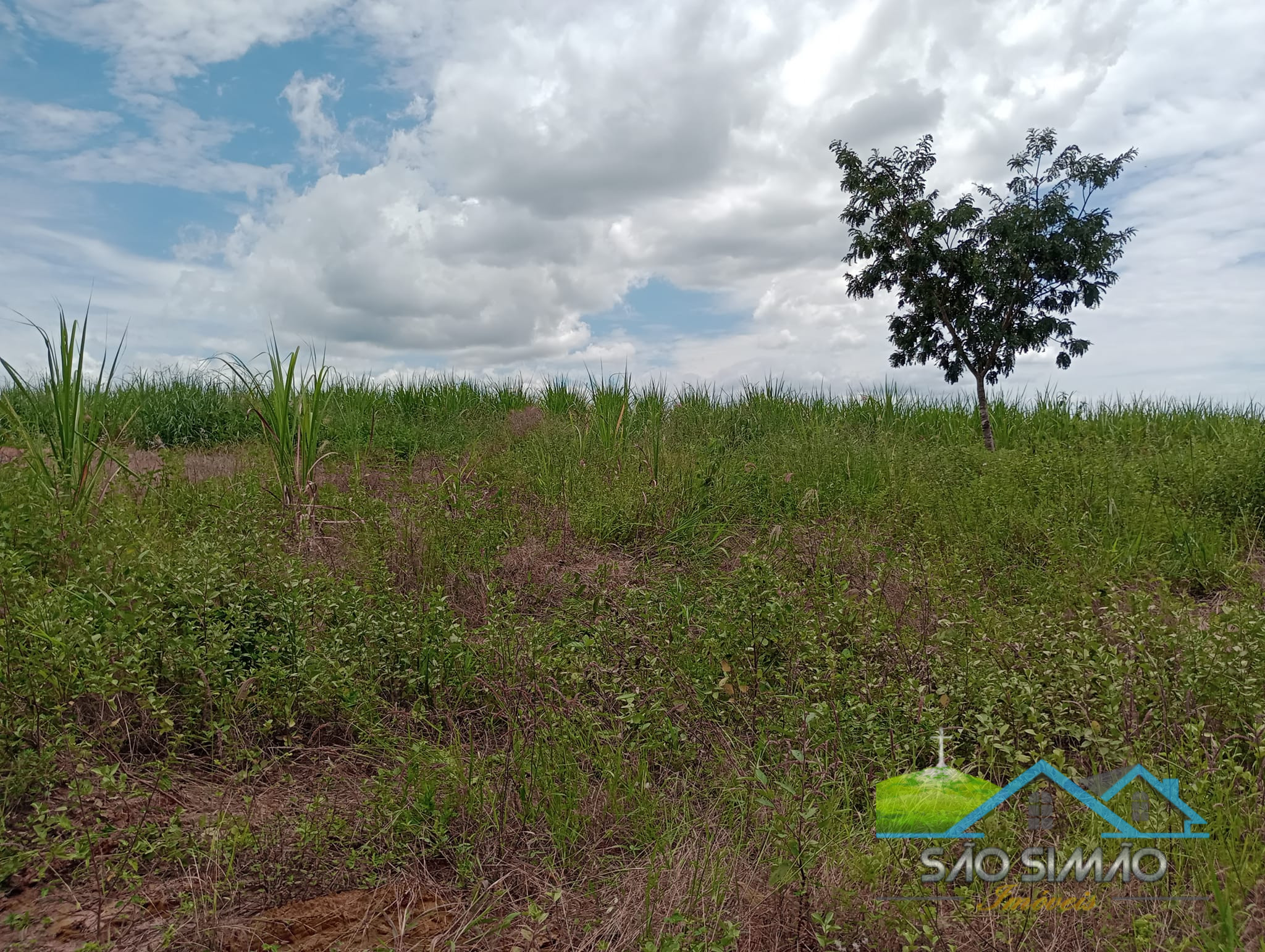 Sítio 2,5 alqueires em São Simão SP