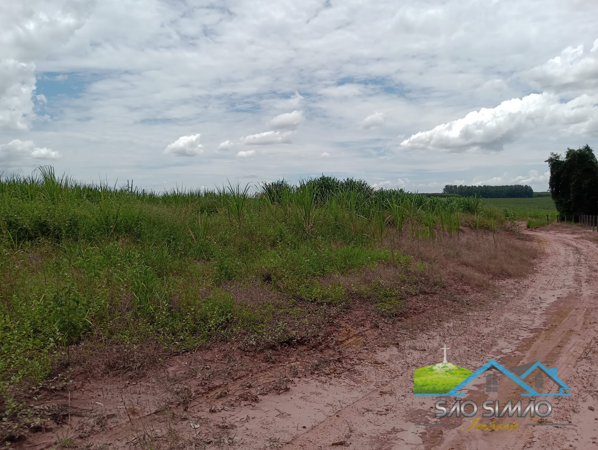 Sítio 2,5 alqueires em São Simão SP