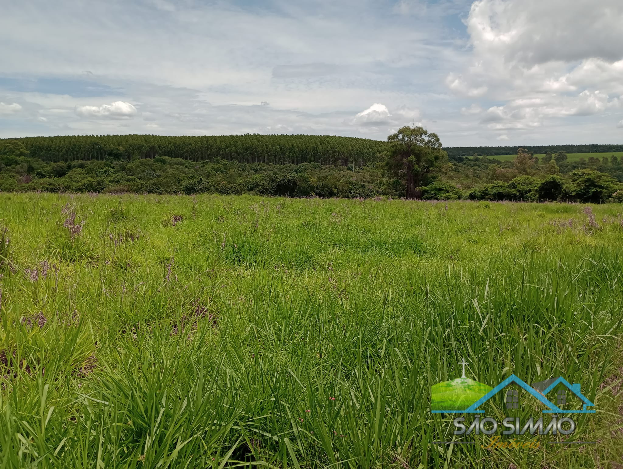 Sítio 2,5 alqueires em São Simão SP