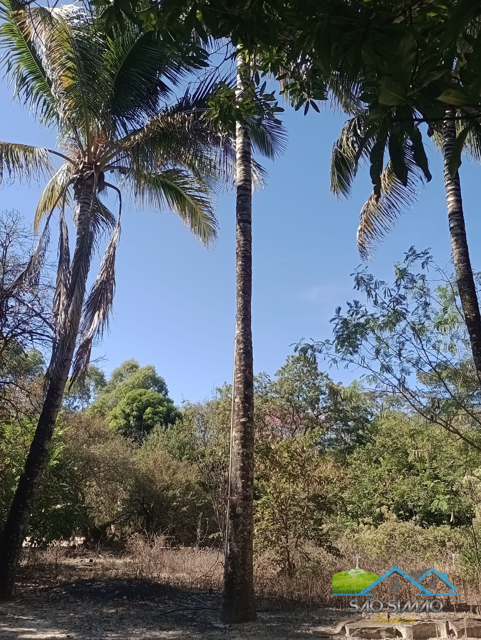 Sítio 5 alqueires a venda em São Simão SP