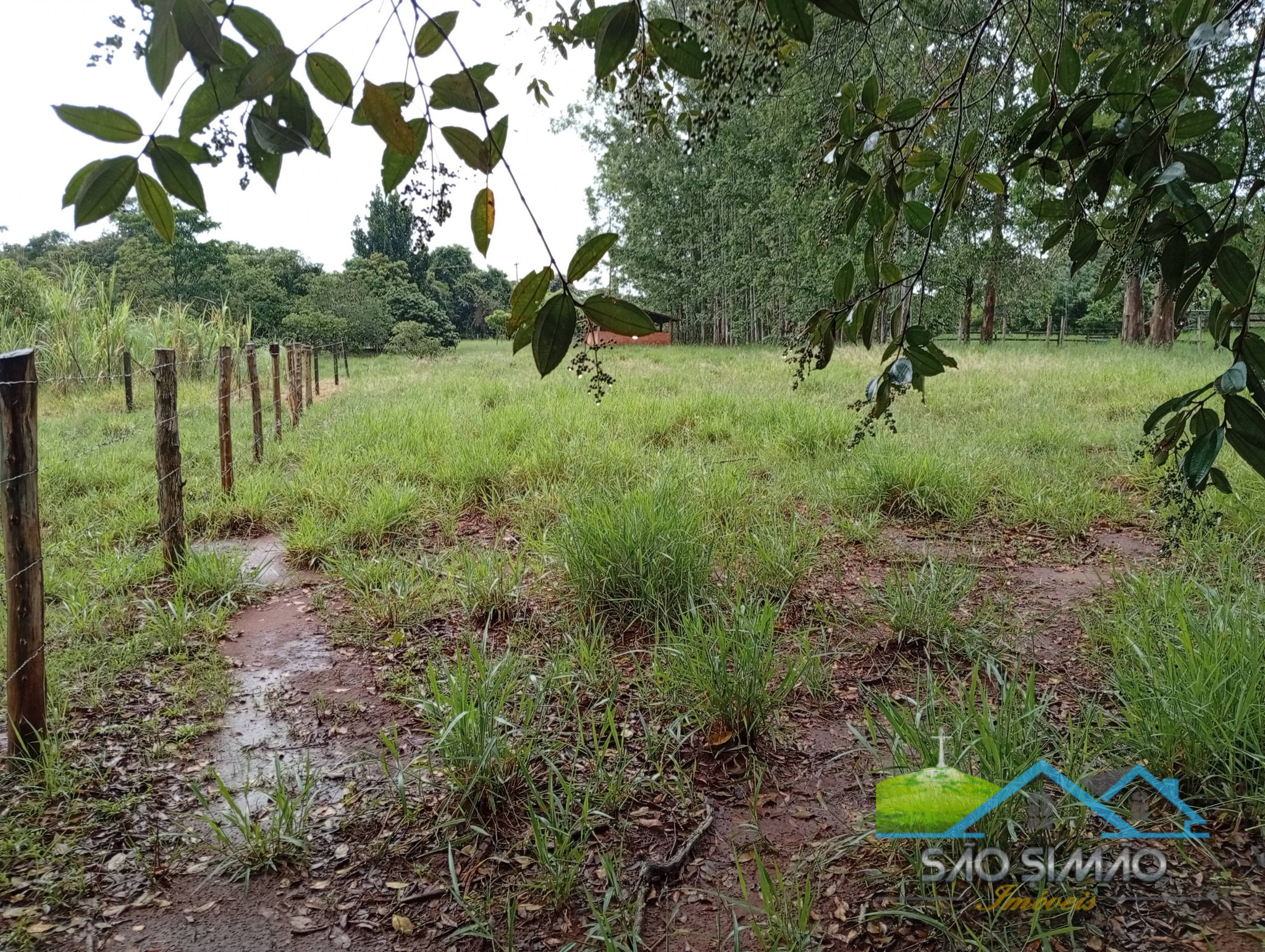 SÍTIO a venda em São Simão SP a 5 km da cidade