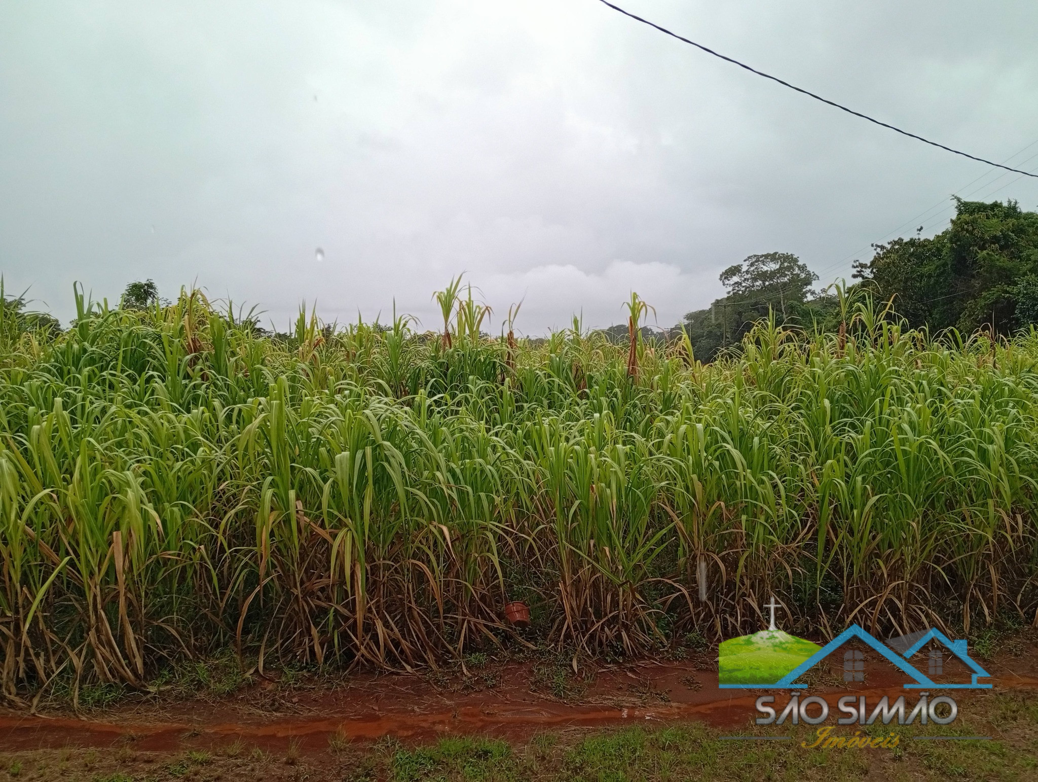SÍTIO a venda em São Simão SP a 5 km da cidade