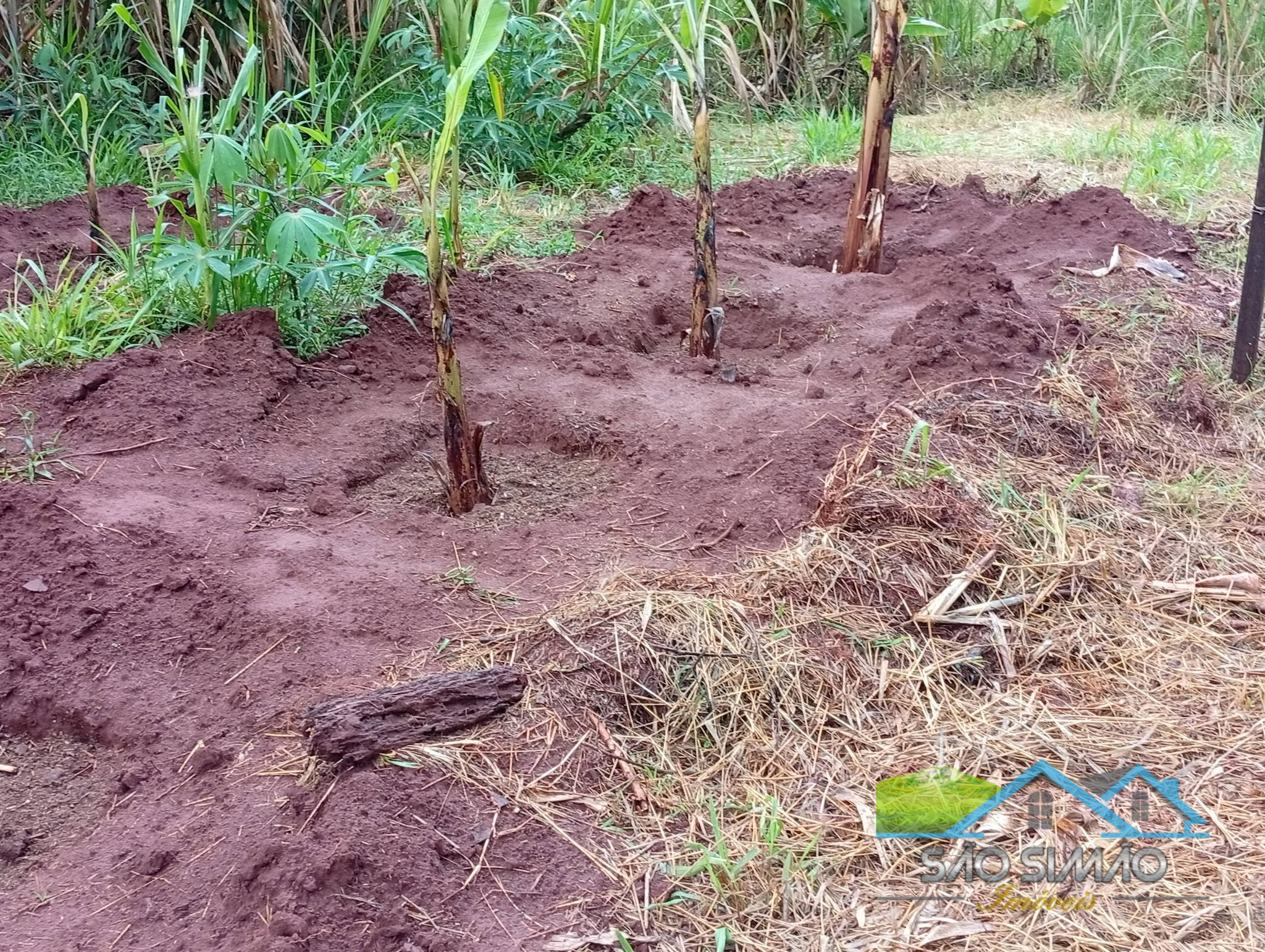 SÍTIO a venda em São Simão SP a 5 km da cidade