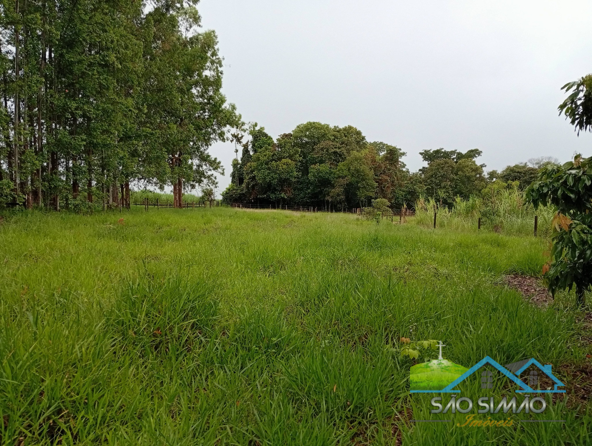 SÍTIO a venda em São Simão SP a 5 km da cidade