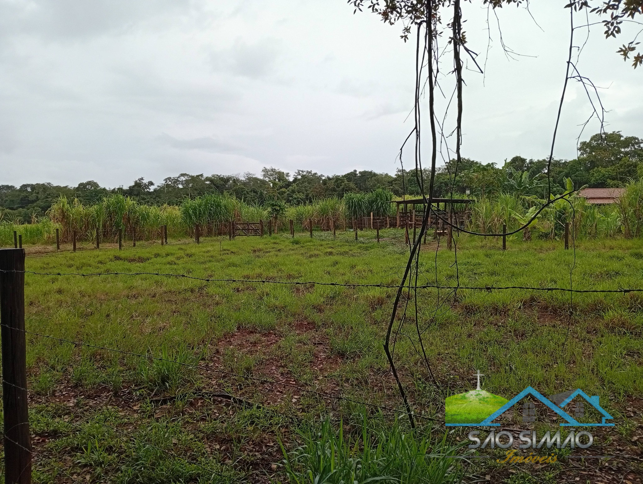 SÍTIO a venda em São Simão SP a 5 km da cidade