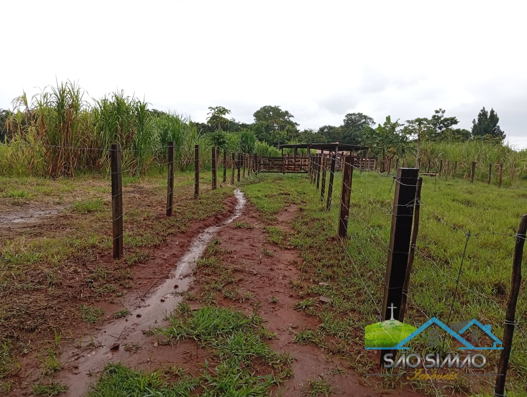 SÍTIO a venda em São Simão SP a 5 km da cidade