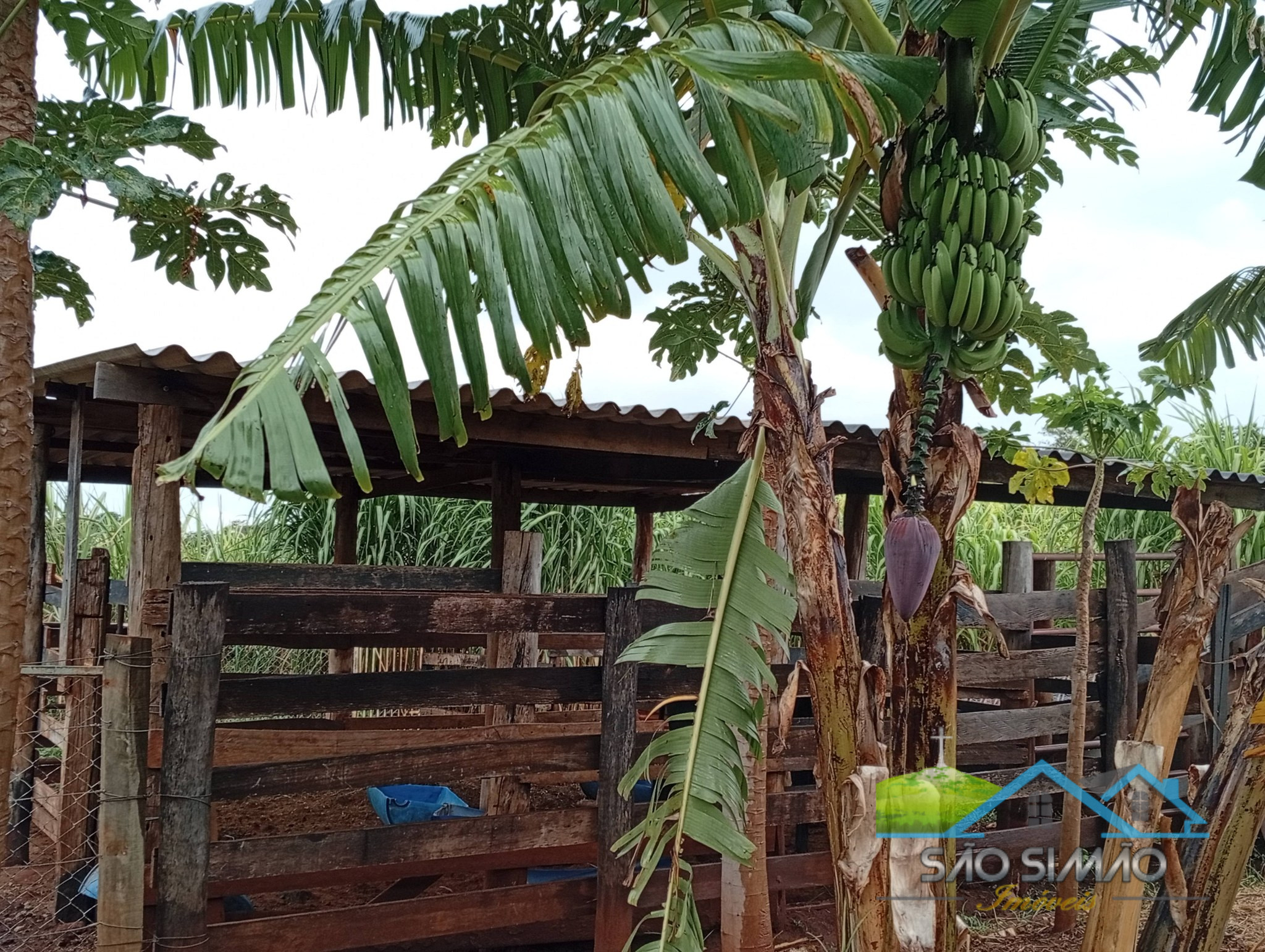 SÍTIO a venda em São Simão SP a 5 km da cidade