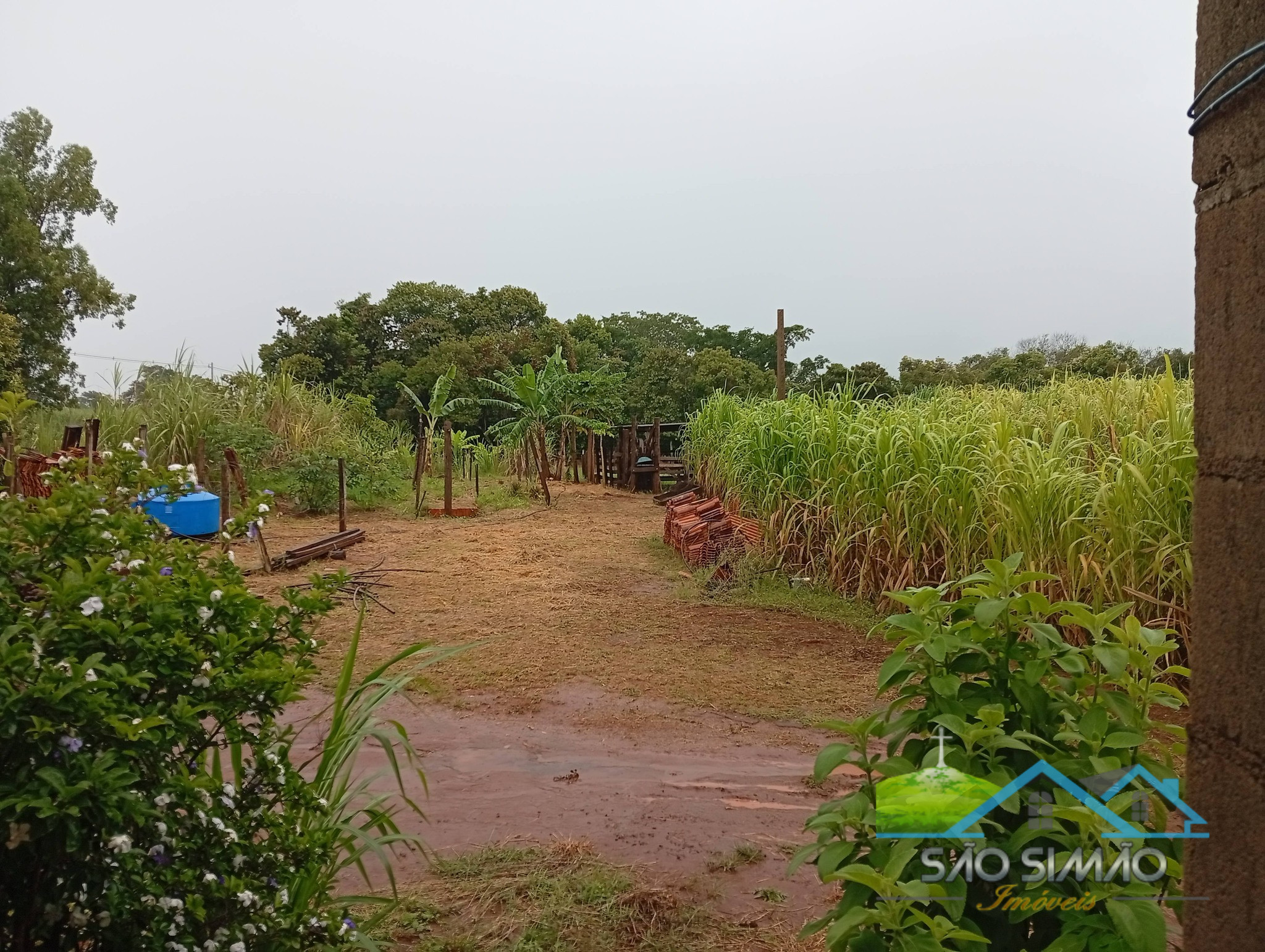 SÍTIO a venda em São Simão SP a 5 km da cidade