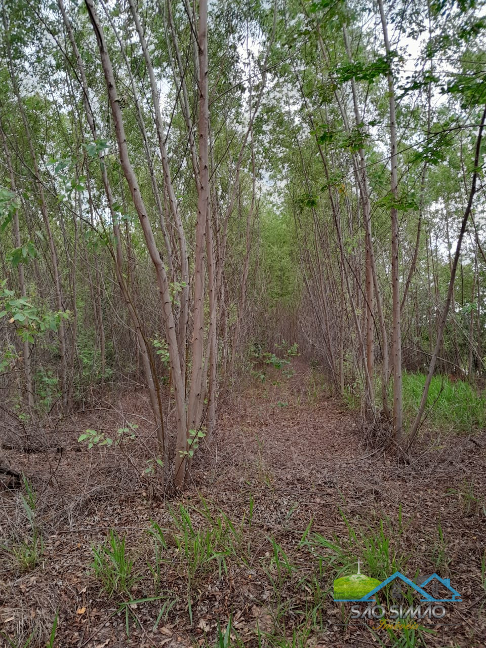 Sítio cinematográfico a venda em Tambaú SP